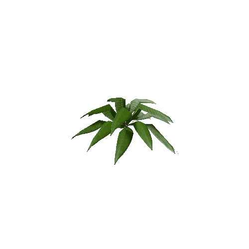 Tropical Plant 5 (Type 2)